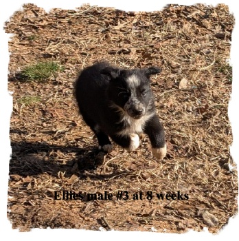 ABCA B/W male Border Collie out of working stock